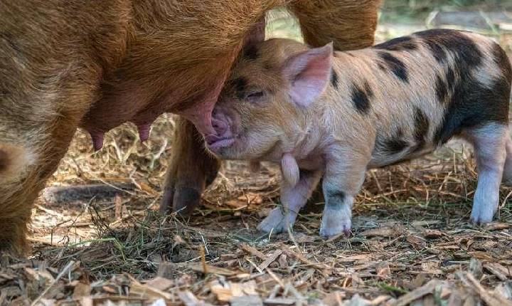 Médias mensais do preço do suíno e da carne registram alta em julho