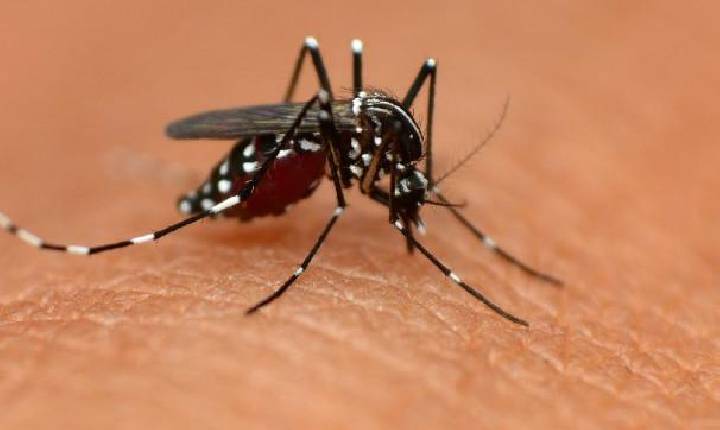 Mercedes confirma o primeiro caso de febre chikungunya