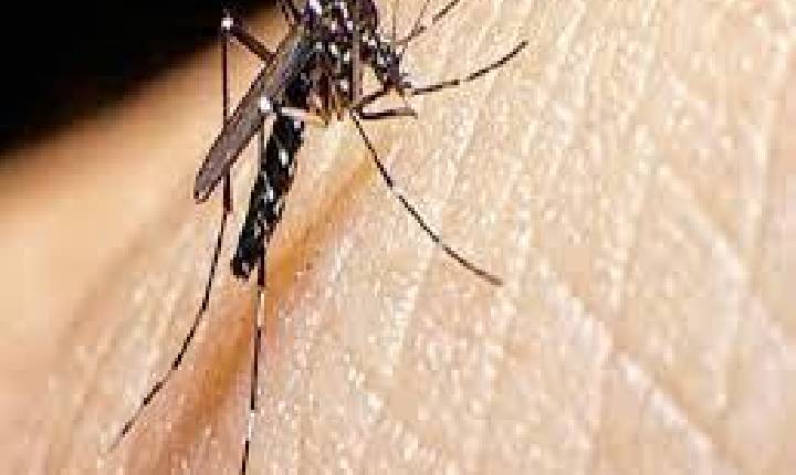 Ministério da Saúde confirma envio emergencial de inseticida para combater o Aedes Aegypti