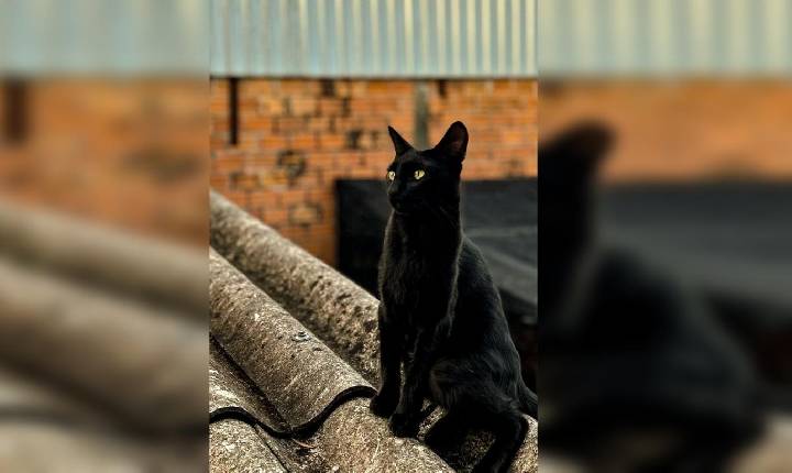 Mito do gato preto na sexta-feira 13 reforça alerta contra maus-tratos aos animais