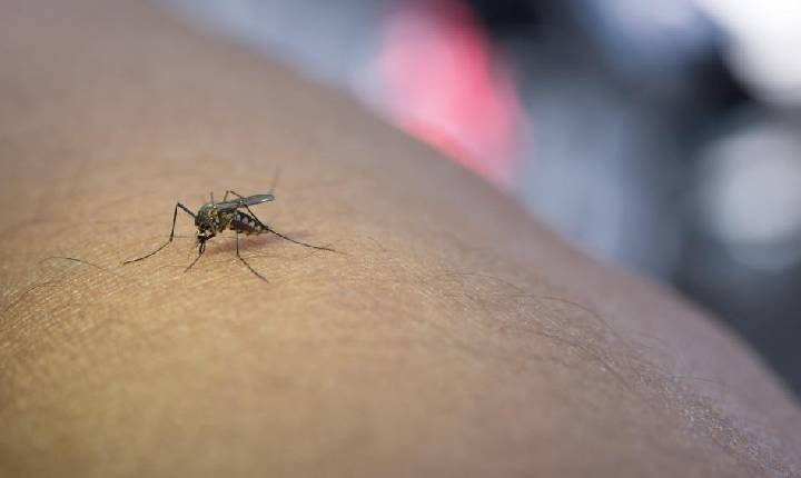 Mortes por dengue no Brasil em 2022 superam as registradas nos últimos seis anos