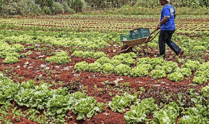 Movimentos propõem agroecologia como saída contra a fome e a pobreza