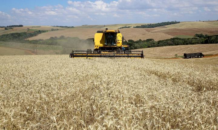 No Paraná, colheita do trigo avança pouco com chuvas intermitentes em todo Estado