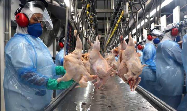 Paraná alcança maior produção semestral de frangos e suínos da história em 2023
