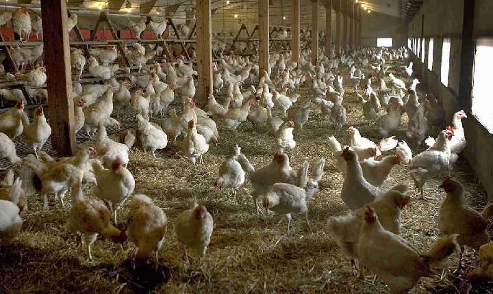 Paraná decreta estado de emergência após casos de gripe aviária