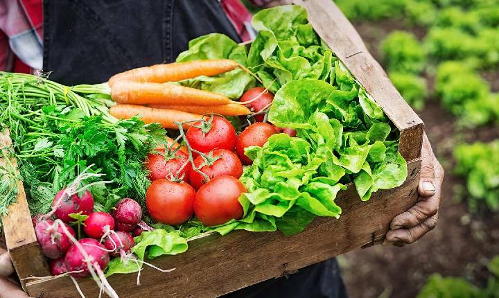 Paraná é o estado com maior número de produtores orgânicos