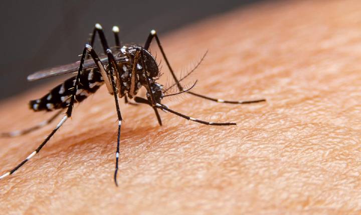 Paraná foi o estado com maior registro de dengue e chikungunya da região Sul em 2022