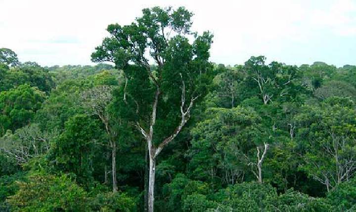 Paraná perde 1.607 hectares de Mata Atlântica no 1º semestre