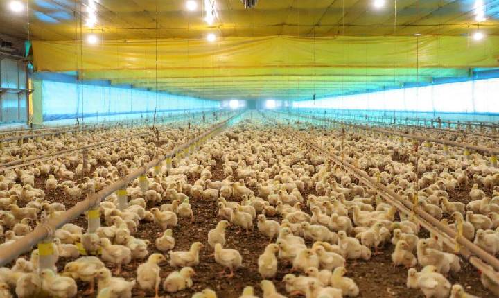 Paraná reforça ações de prevenção da influenza aviária