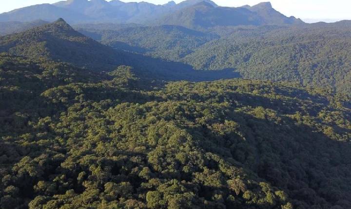 Paraná registra queda de 59% no desmatamento, aponta boletim do SOS Mata Atlântica