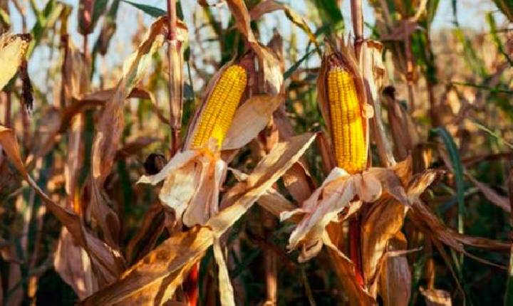 Paraná tem redução na estimativa de produção de grãos em decorrência do clima