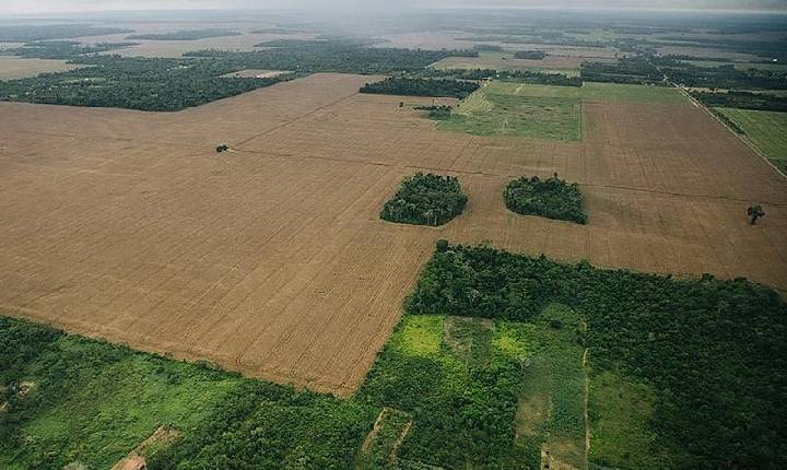 Plantações de soja ocupam espaço 10 vezes maior do que toda a área urbana brasileira, diz MapBiomas