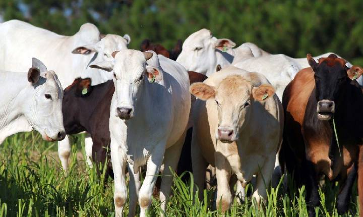 Preço da carne bovina caiu 17% no Paraná em 2023, diz Deral