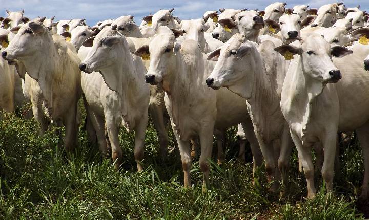 Preço da carne bovina pode fechar o ano com queda de 10%