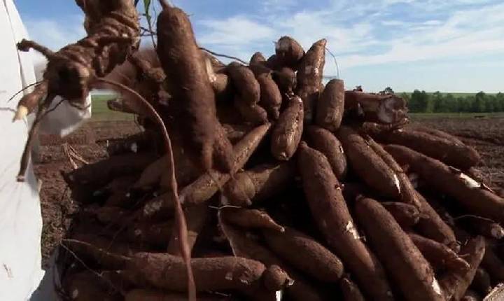 Preço da mandioca cai 30% em 90 dias e desagrada agricultores do Paraná, aponta departamento