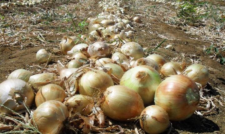 Preços de itens de almoço e jantar caem até 48% em Curitiba