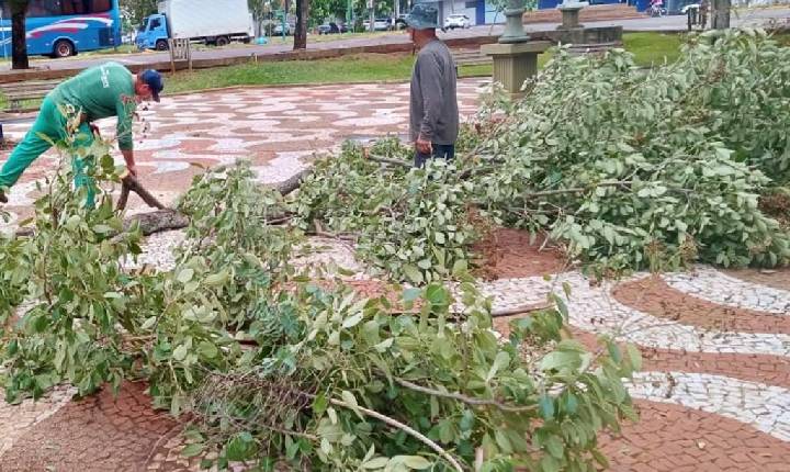 Prefeitura agiliza trabalho de recolha de galhos e árvores após vendaval em SH