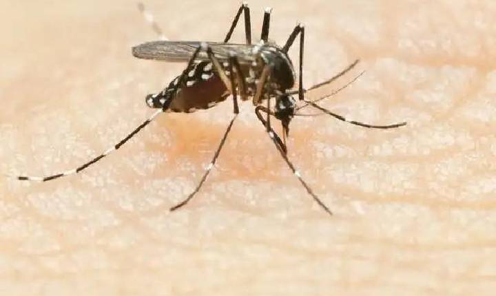 Primeiro boletim da dengue do ano aponta 198 municípios do Paraná com casos confirmados