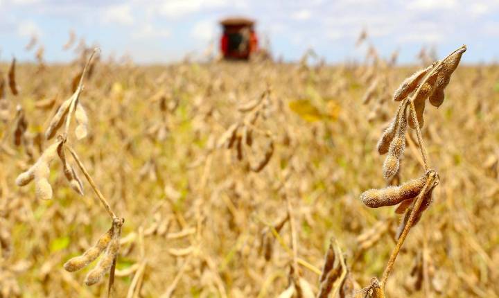 Produção de grãos do Paraná cresce e fortalece agronegócio; Santa Helena segue entre os destaques do Estado
