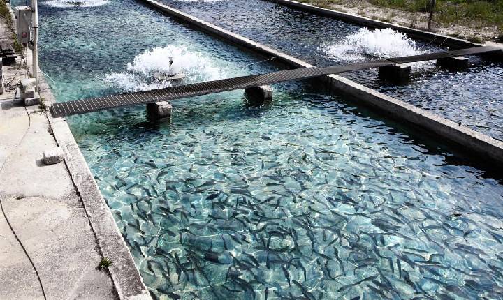 Produção de peixes cresce e setor tem boa expectativa para 2023