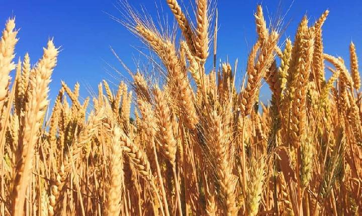 Produção de trigo deve aumentar 32% no Paraná neste ano