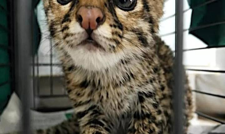 Professor brasileiro descobre que 'tigrinho' boliviano que já tinha até apelido era espécie inédita de felino selvagem