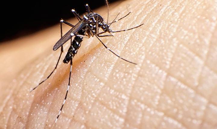 Quase 4 bilhões de pessoas correm risco de infecção pelo Aedes