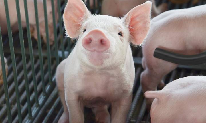 Redução do ICMS interestadual para suínos vivos é bem-vinda, mas suinocultores rondonenses questionam curta vigência