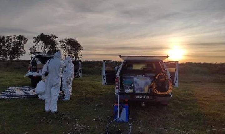 Rio Grande do Sul registra primeiro foco de gripe aviária em aves silvestres