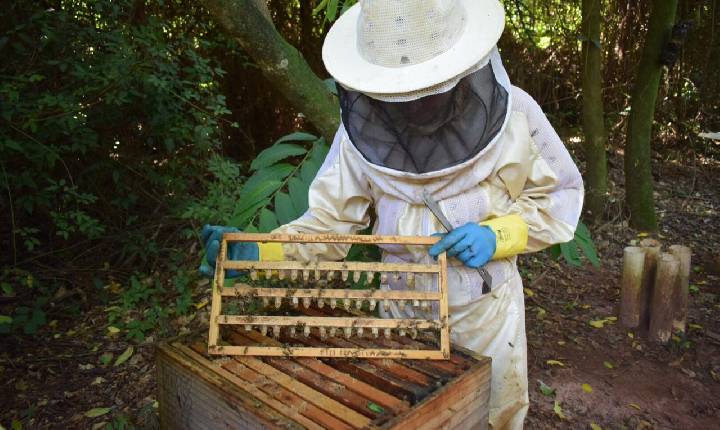 Santa Helena pode passar a produzir rainhas para a apicultura na região Oeste do Paraná