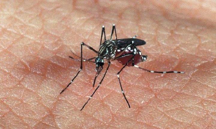Secretaria de Saúde de Santa Helena divulga boletim da Dengue