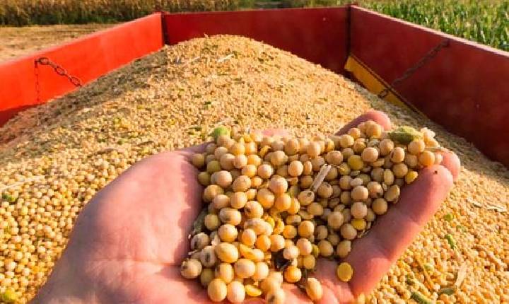 Segundo maior produtor de soja, Paraná responde por 14% da safra brasileira