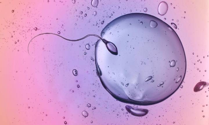 Spermbot: conheça o nanorobô que ajuda espermatozoides preguiçosos