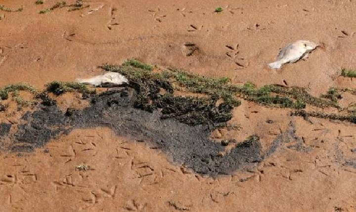 Substância encontrada em prainha de Santa Helena não é tóxica, diz prefeitura