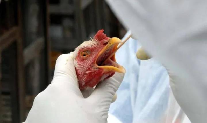 Surto de gripe aviária impactaria o agro do Paraná em R$ 7,4 bi ao ano