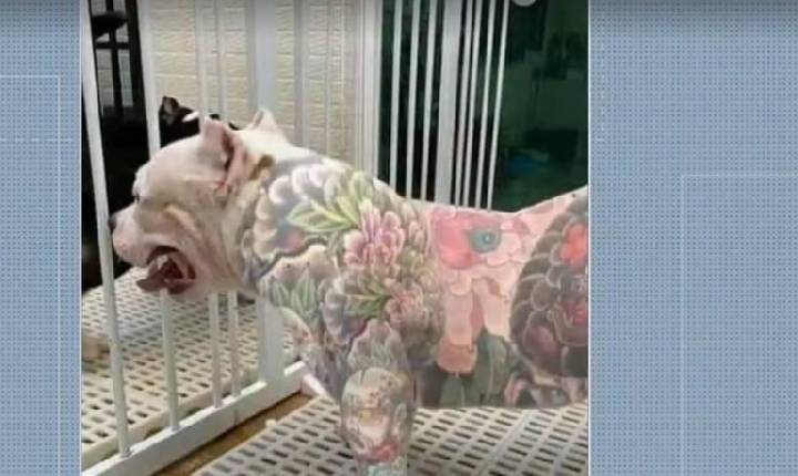 Tatuagens e piercings em animais são proibidos no Paraná