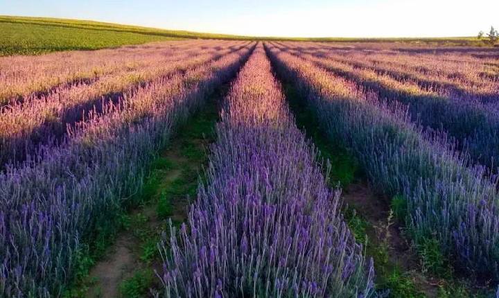 Toledo inclui o Oeste na lei da Rota da Lavanda do Paraná