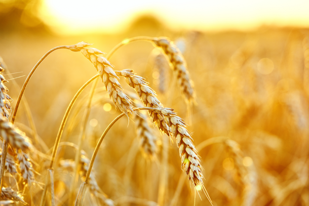 Confira a cotação do dia para trigo, soja e milho na região