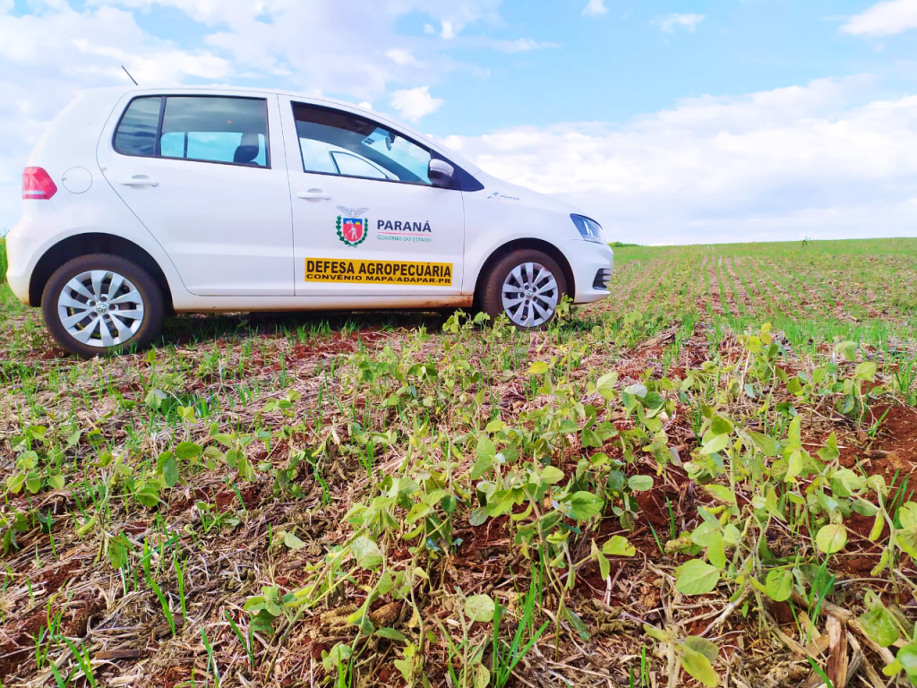 Adapar alerta agricultores paranaenses para o vazio sanitário da soja