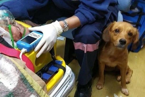 Cachorrinha que ficou com o dono após atropelamento ganha lar temporário