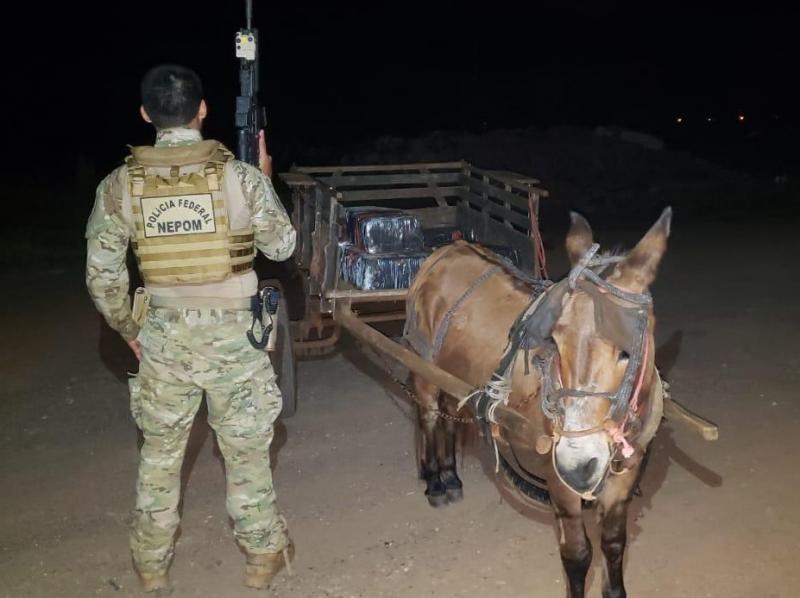 Burro puxando carroça carregada de maconha é apreendido em Guaíra