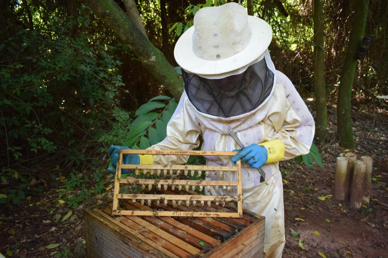 Santa Helena pode passar a produzir rainhas para a apicultura na região Oeste do Paraná