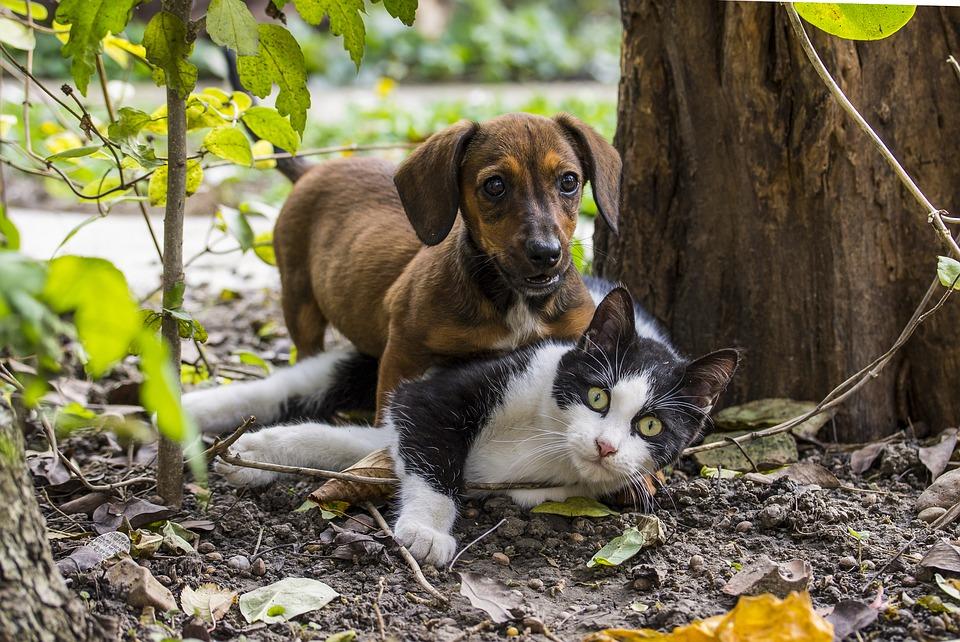 Ação conjunta oferecerá castração de Pet's gratuitamente em Santa Helena