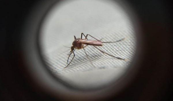 Em uma semana casos de dengue confirmados no Paraná passam de 77 para 133