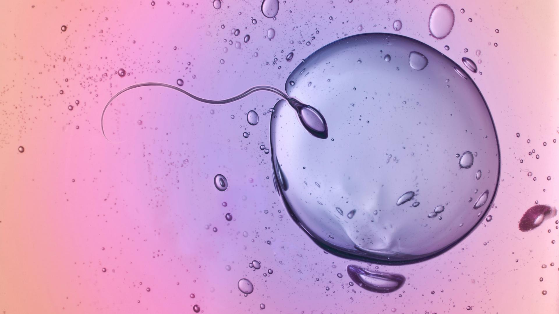 Spermbot: conheça o nanorobô que ajuda espermatozoides preguiçosos