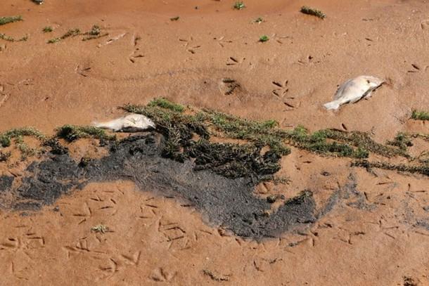 Substância encontrada em prainha de Santa Helena não é tóxica, diz prefeitura