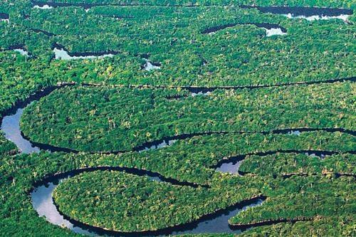 Floresta tropical tem declínio de mais de 70% de populações de aves em 40 anos