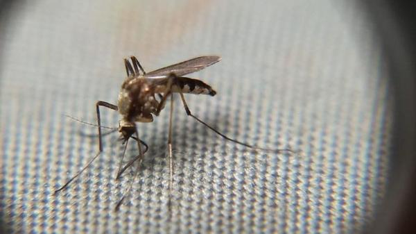 Paraná chega a mais de 30 mil casos confirmados de dengue, aponta boletim da Sesa