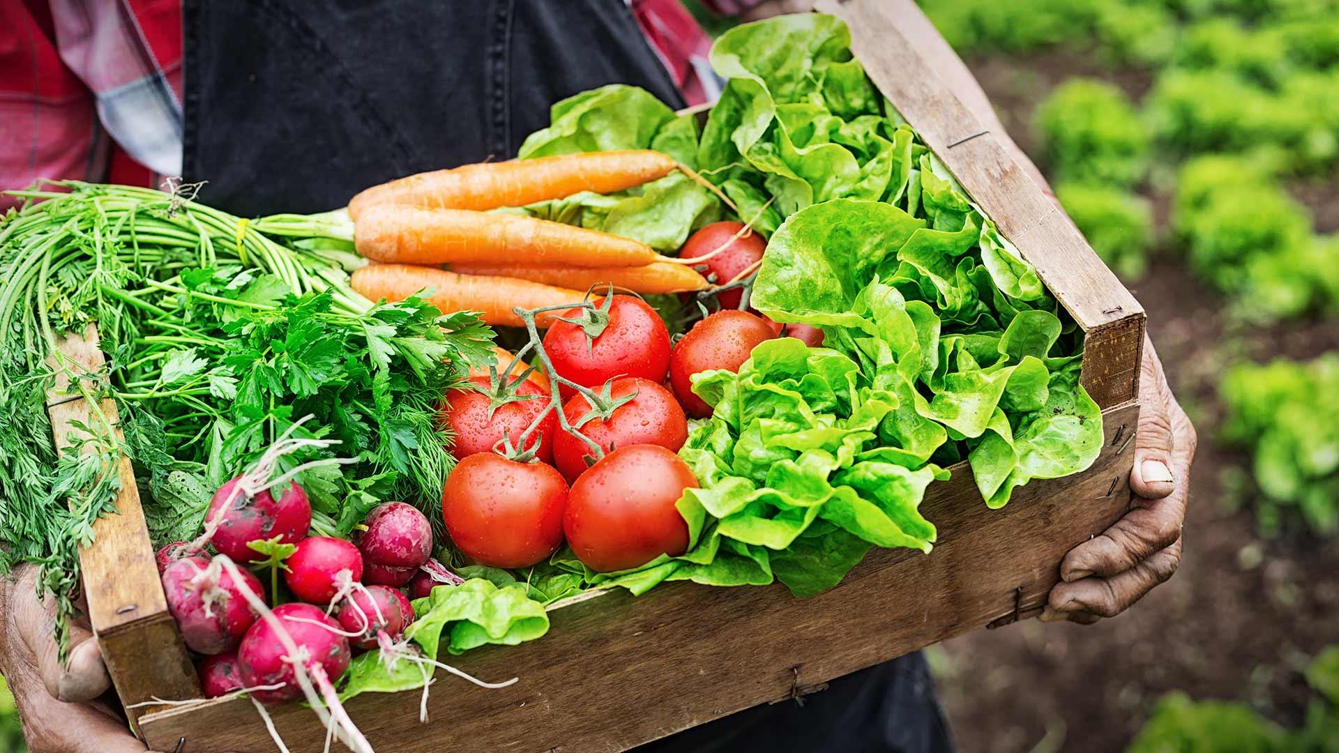 Paraná é o estado com maior número de produtores orgânicos