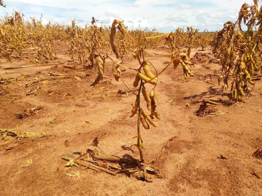 Impacto da seca na safra 2021/2022 de soja foi de R$ 72 bilhões